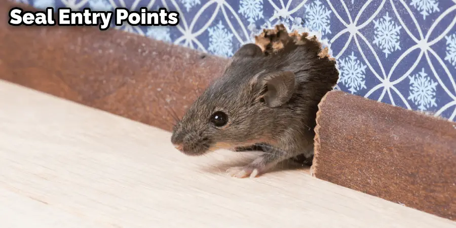 How to Stop Rats from Digging Under Foundation