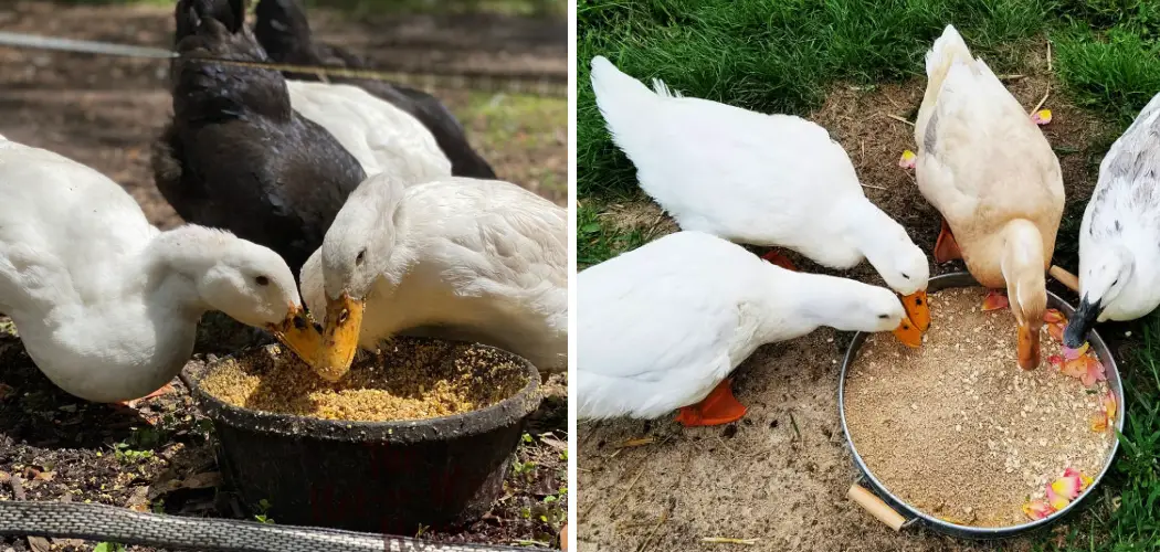 How to Keep Flies Out of Duck Pen