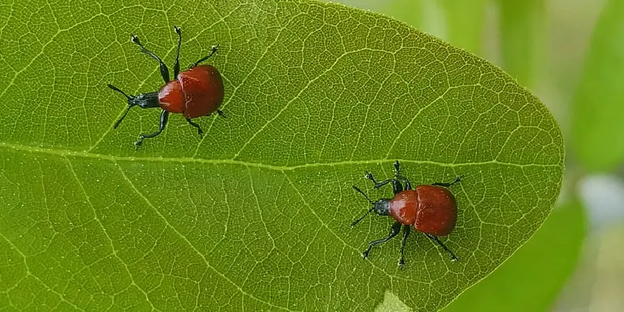 How to Keep Small Bugs From Coming Through Scree