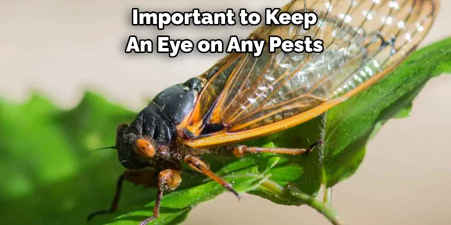 Important to Keep
An Eye on Any Pests