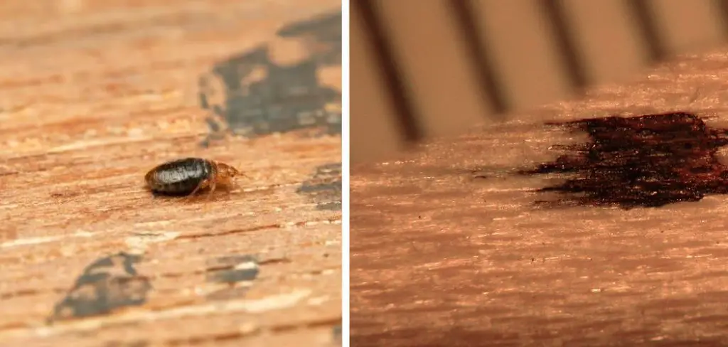 Can Bed Bugs Live on Top of Wood Floors