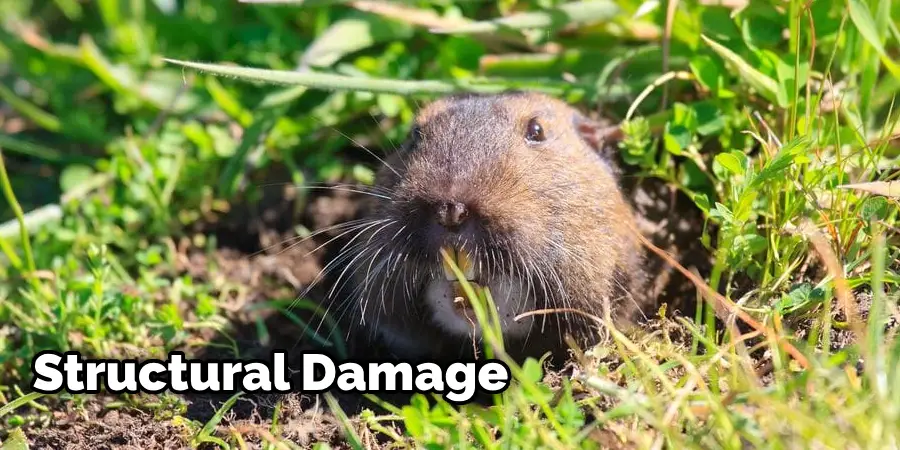 How to Stop Rodents from Digging Under Foundation