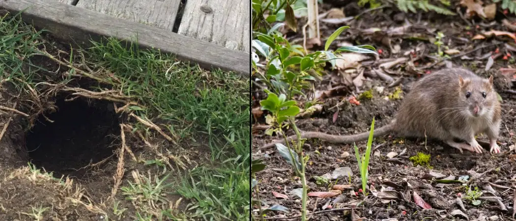 How to Stop Rats Digging Under Fence