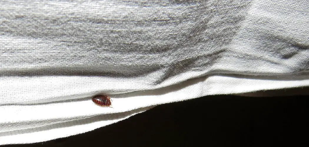 When Can I Put Clothes Back after Bed Bug Treatment