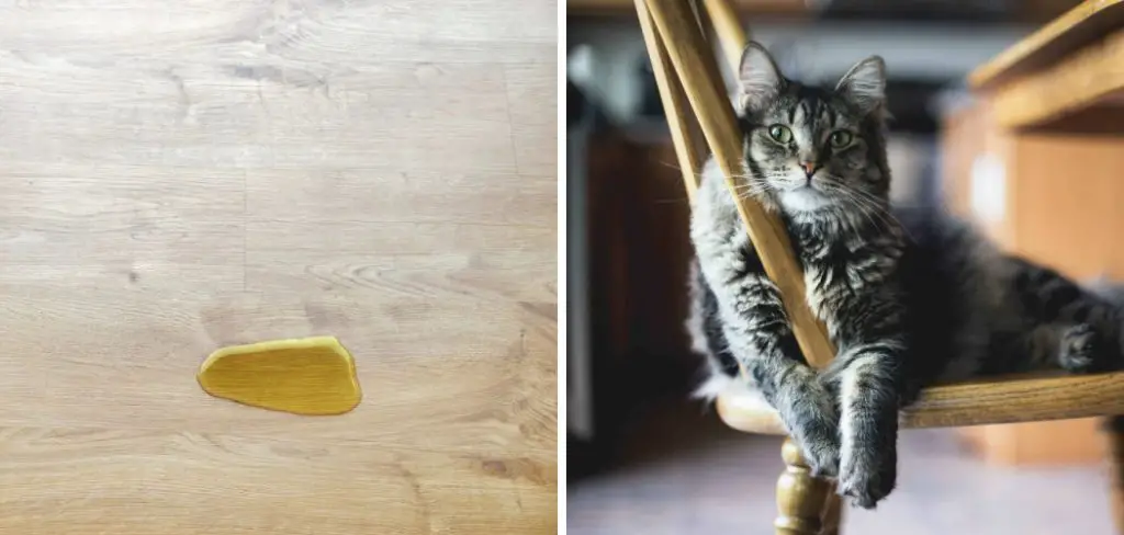 How to Get Cat Pee Out of Wood Furniture