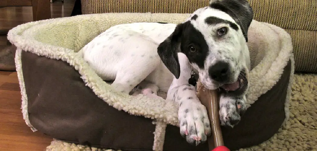 How to Wash a Kong Dog Bed