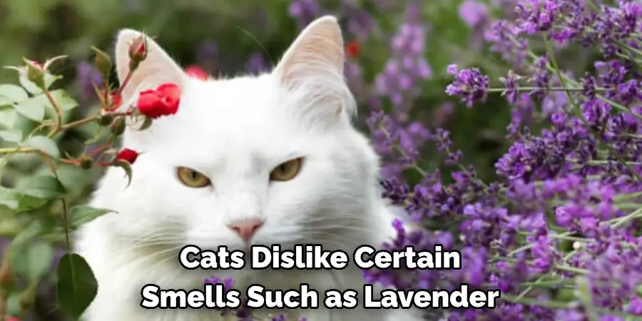 Cats Dislike Certain Smells Such as Lavender