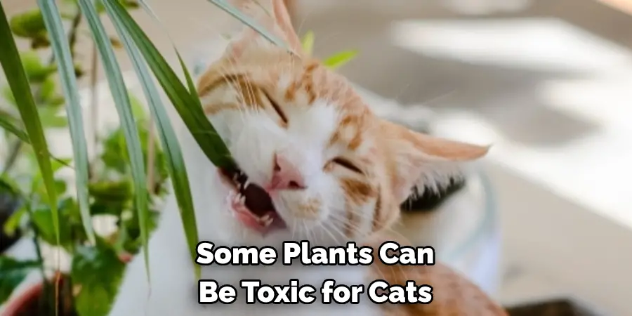 Some Plants Can
Be Toxic for Cats