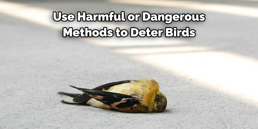 Use Harmful or Dangerous Methods to Deter Birds