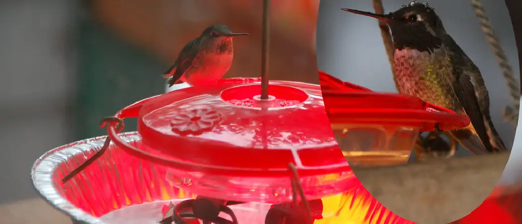 How to Tell if Hummingbird Feeder Is Working