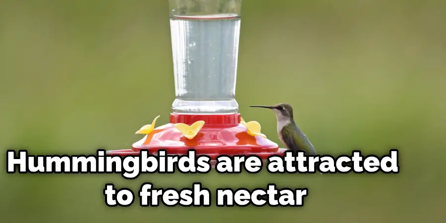 How to Tell if Hummingbird Feeder Is Working