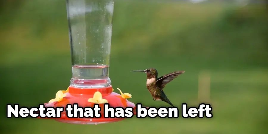 How to Tell if Hummingbird Feeder Is Working