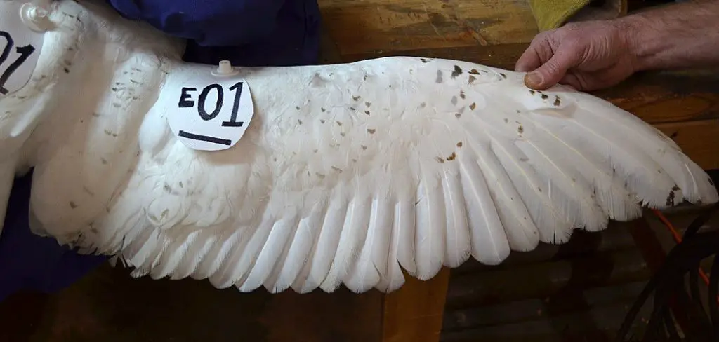 Create Heavenly Angel Wings: DIY with Wire